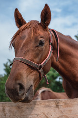 Portrait of a beautiful brown horse. Horse farm.