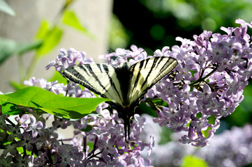 butterfly podalirium of the sailing family on a flowering inflorescence of lilac