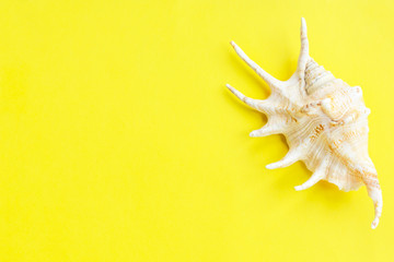 Summer travel background made of shell . Summer concept