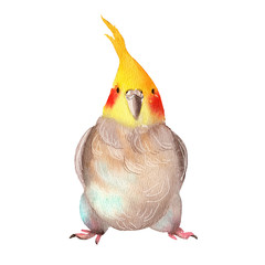 Funny parrot with a tuft. Watercolor illustration. Character isolated on a white background