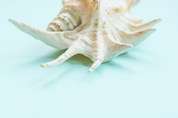 Summer travel background made of shell . Summer concept