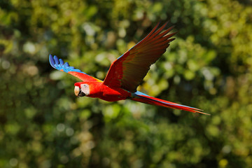 Red parrot flying in dark green vegetation. Scarlet Macaw, Ara macao, in tropical forest, Brazil. Wildlife scene from nature. Parrot in flight in the green jungle habitat. © ondrejprosicky