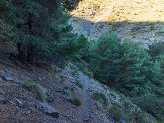 Obraz premium pine forest in Sierra Nevada (Spain) 