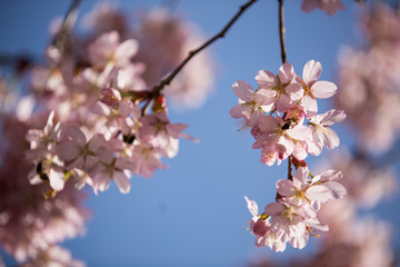 spring pink cherry blossom