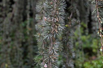 Euphorbia polychroma (Kern.), outdoor plants 2020