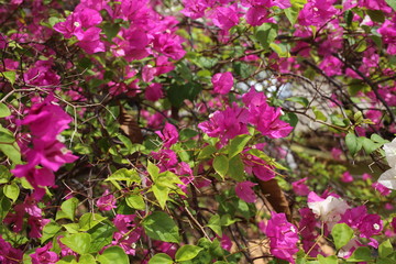 pink and white flowers