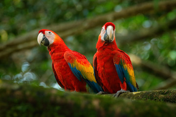 Fototapeta na wymiar Pair of big parrots Scarlet Macaw, Ara macao, in forest habitat. Bird love. Two red birds sitting on branch, Costa Rica. Wildlife love scene from tropical forest nature.