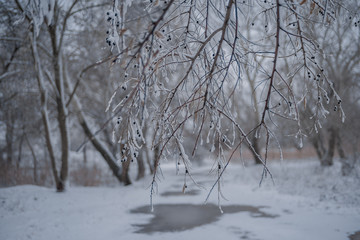 snow covered trees