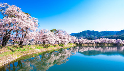 Fototapeta na wymiar 春イメージ　信州の桜風景