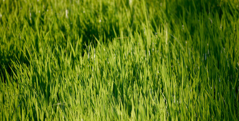 Green nature. Landscape of rice fields