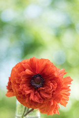 Red poppy flower closeup in soft morning light portrait copy space