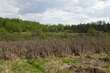 Drying floodplain of the river, overgrown with dry cattail, reeds and grass. City Park.