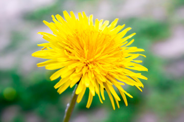 Yellow dandelion in summer