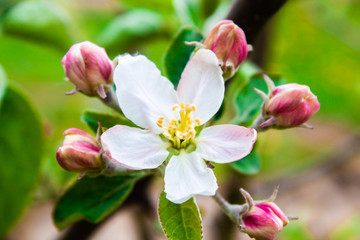 Fototapeta na wymiar Flowering apple trees in spring. White flowers on a tree 