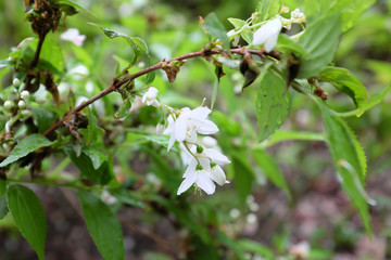 Fototapeta premium Deutzia gracilis S. et Z. (Hydrangeaceae), outdoor plants 2020