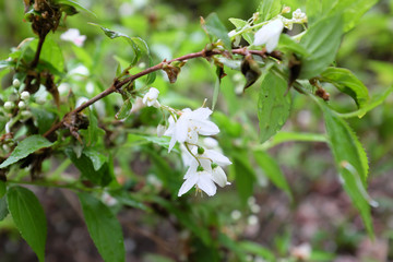 Deutzia gracilis S. et Z. (Hydrangeaceae), outdoor plants 2020