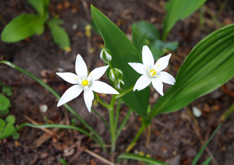 Obraz premium Star of Bethlehem (Ornithogalium umbellatum) in a spring garden