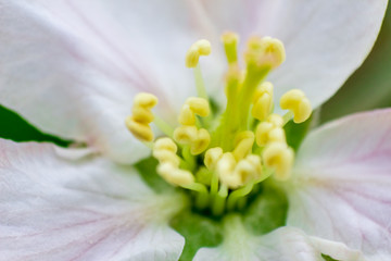 Fototapeta premium Flowering apple trees in spring. White flowers on a tree. Macro photo 