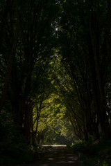 A woodland path leading up through the Malvern Hills in Worcestershire creating a tree lined archway 