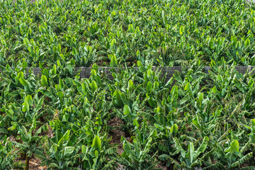Bananenanbau in einer Plantage