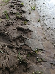 bad dirt road Russia traces of tire treads of wheels of a tractor bulldozer close-up