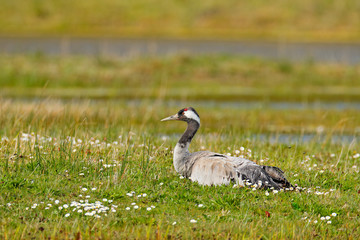 Common Crane, Grus grus, big bird in the nature habitat, France. Wildlife scene from Europe. Grey crane with long neck, in the green grass. Big bird in the habitat, Europe.