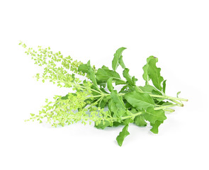 Holy basil or tulsi leaves isolated over white background