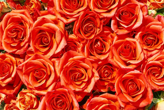 Orange roses background. Mothers day, Valentines Day, Birthday celebration concept. Copy space, top view