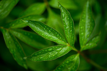 dew drops on beautiful green leaves in sunshine at garden 