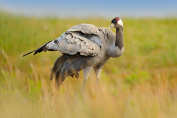 Common Crane, Grus grus, big bird in the nature habitat, France. Wildlife scene from Europe. Grey crane with long neck, in the green grass. Big bird in the habitat, Europe.