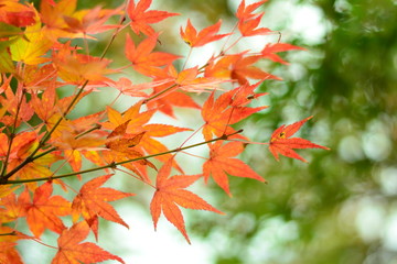 紅葉