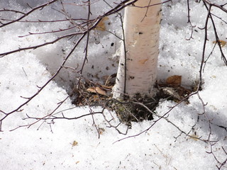 spring in the forest