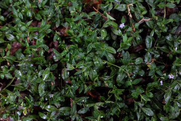 Fototapeta na wymiar Vinca minor L. (Apocynaceae), outdoor plants 2020