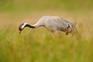 Common Crane, Grus grus, big bird in the nature habitat, France. Wildlife scene from Europe. Grey crane with long neck, in the green grass. Big bird in the habitat, Europe.