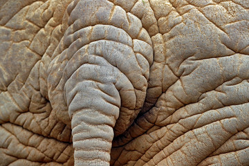 Fototapeta premium Detail of big elephant. Wildlife scene from nature. Art view on nature. Eye close-up portrait of big mammal, Etosha NP, Namibia in Africa. Detail of wrinkled elephant skin.