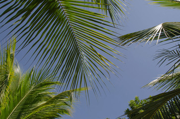 Beautiful fresh green palm leaves in daylight