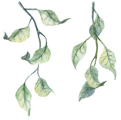 Set of watercolor hand drawn detailed twigs with leaves. Botanical illustration