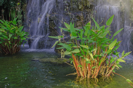 Aquatic plants bushes in the pond with waterfall