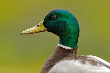 Bird hidden in the grass. Water bird Mallard, Anas platyrhynchos, duck in the green vegetation. Bird from European nature.