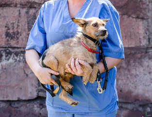 woman in uniform of a veterinarian holds a small cur dog in her arms