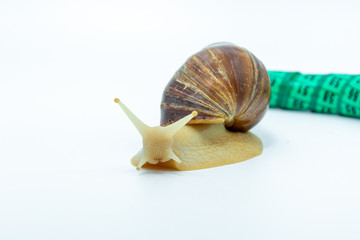 Funny Achatina snail crawling next to measuring tape green. on white background.