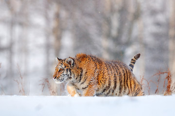 Tiger in wild winter nature, running in the snow. Siberian tiger, Panthera tigris altaica. Action wildlife scene with dangerous animal. Cold winter in taiga, Russia. Snowflakes with wild Amur cat.
