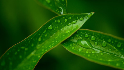 dew drops on beautiful green leaves in sunshine at garden 
