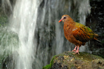 Emerald Dove, Chalcophaps indica, in the forest waterfall. Bird from India, China, Indonesia. Bird sitting on the stone. Wildlife scene from, Asia. Rare bird from nature.