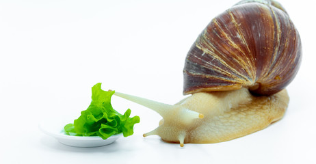 Funny Achatina snail crawling to the bowl with the cabbage, right side. on white background.