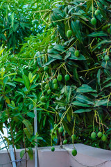 Closeup of Mangoes hanging on mango tree, mango farm. Mangifera indica.
