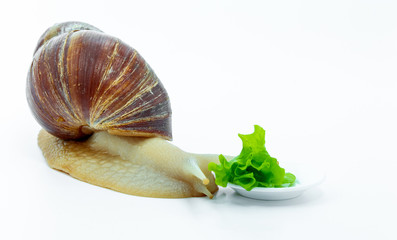 Funny Achatina snail crawling to the bowl with the cabbage, left side. on white background.