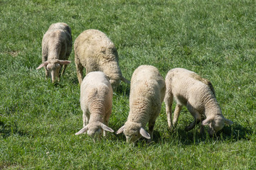 Obraz na płótnie Canvas Fünf grasende Schafe auf einer grünen Wiese