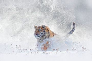 Tiger in wild winter nature, running in the snow. Siberian tiger, Panthera tigris altaica....