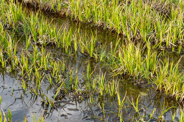 young green sedge growing in a waterlogged field